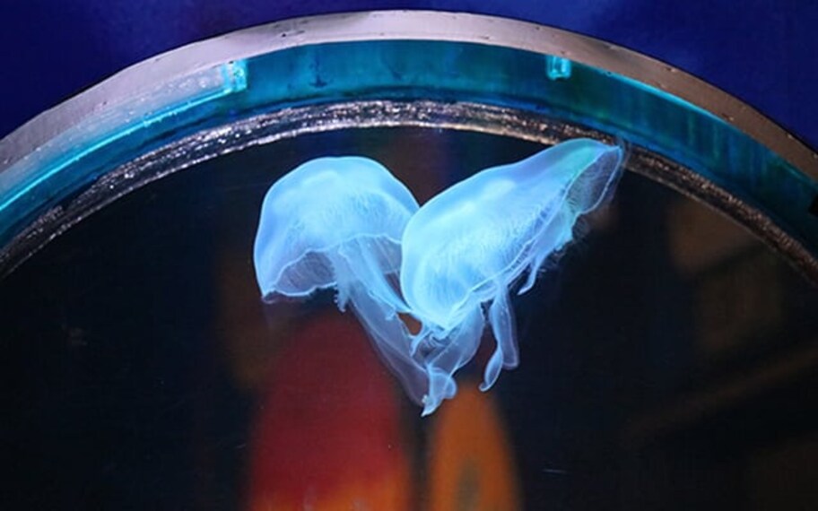 Kuala Lumpur Aquaria Klcc Landscape Image